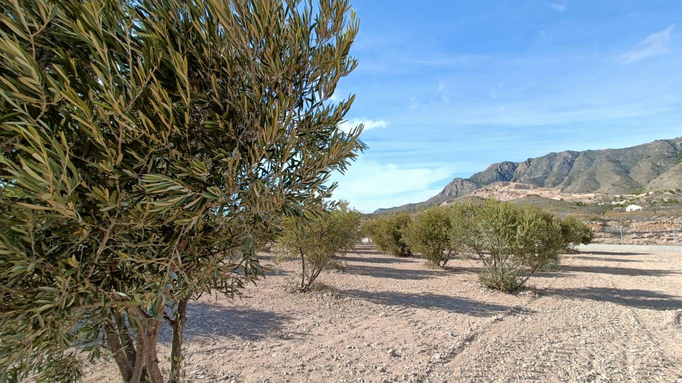 Neubau - Villa - Macisvenda