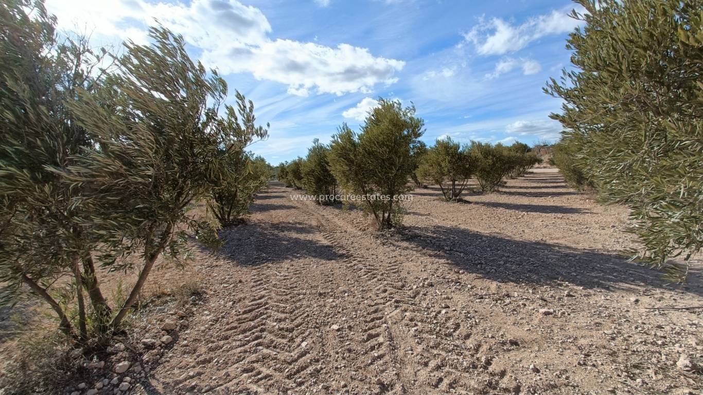 Neubau - Villa - Macisvenda