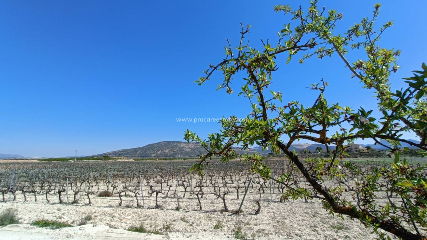 New Build - Villa - Pinoso