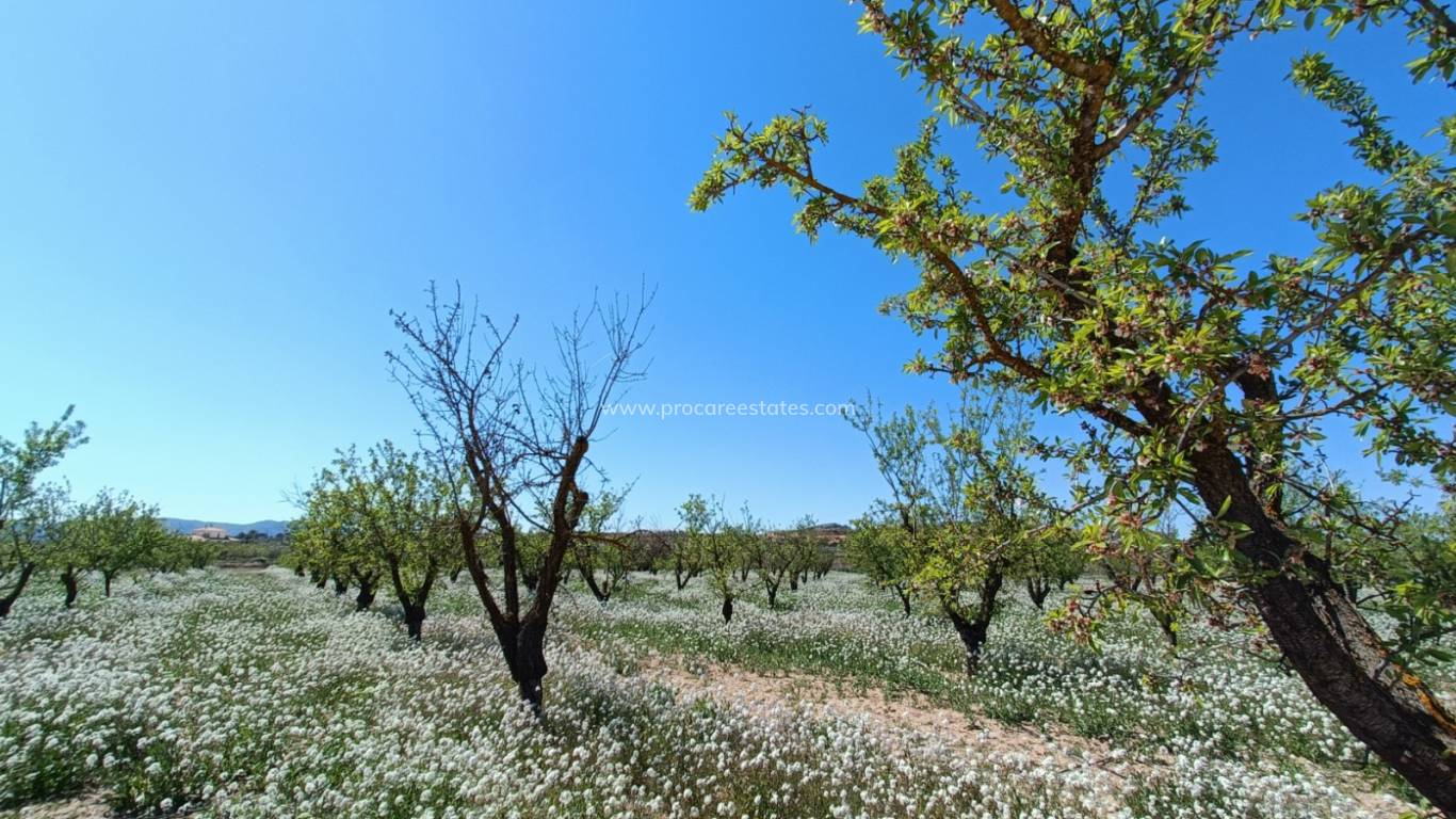 New Build - Villa - Pinoso