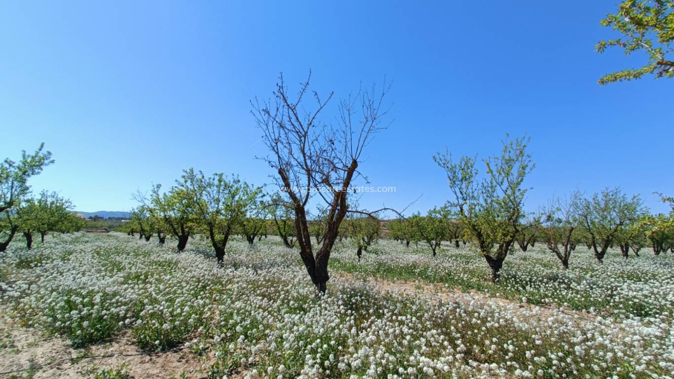 New Build - Villa - Pinoso