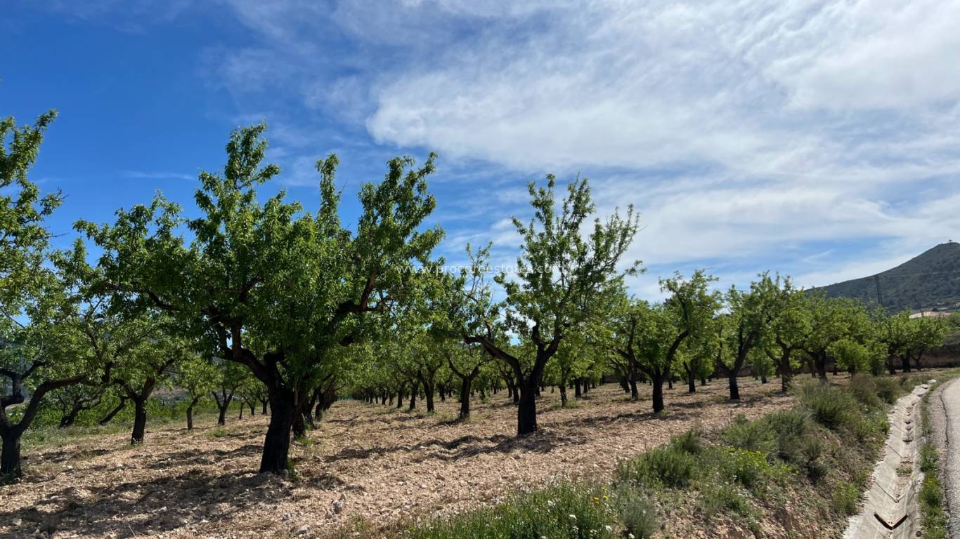Resale - Land - Hondon De Los Frailes