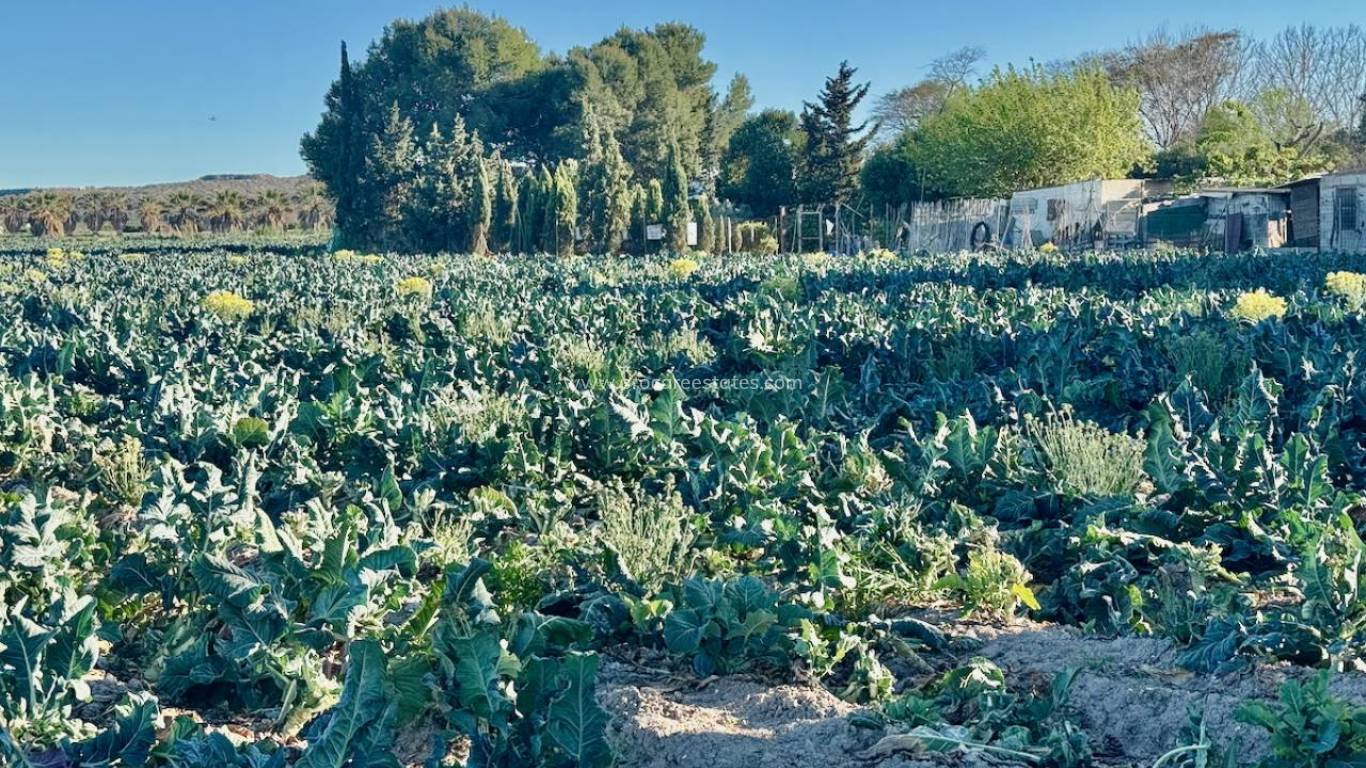 Resale - Villa - Guardamar del Segura