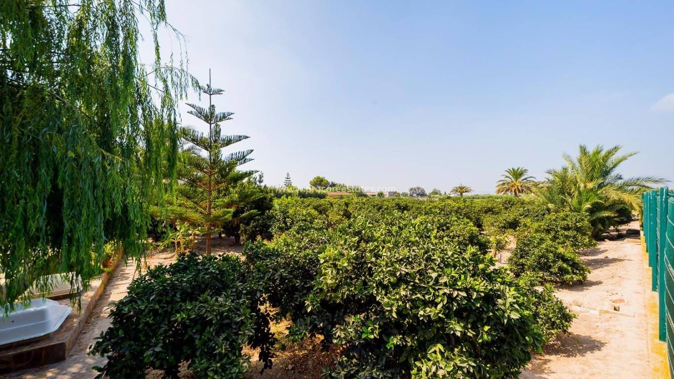 Reventa - Propiedad de campo - Almoradi