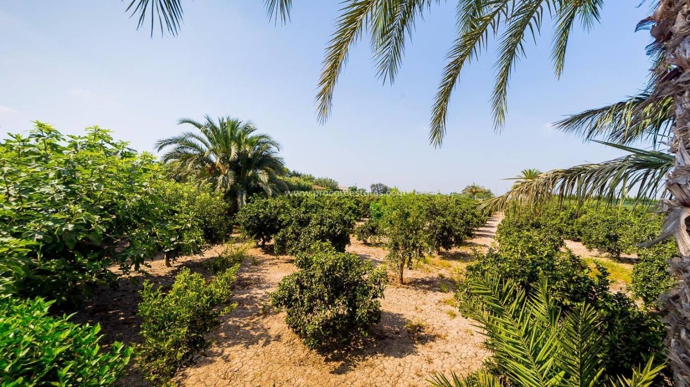 Reventa - Propiedad de campo - Almoradi