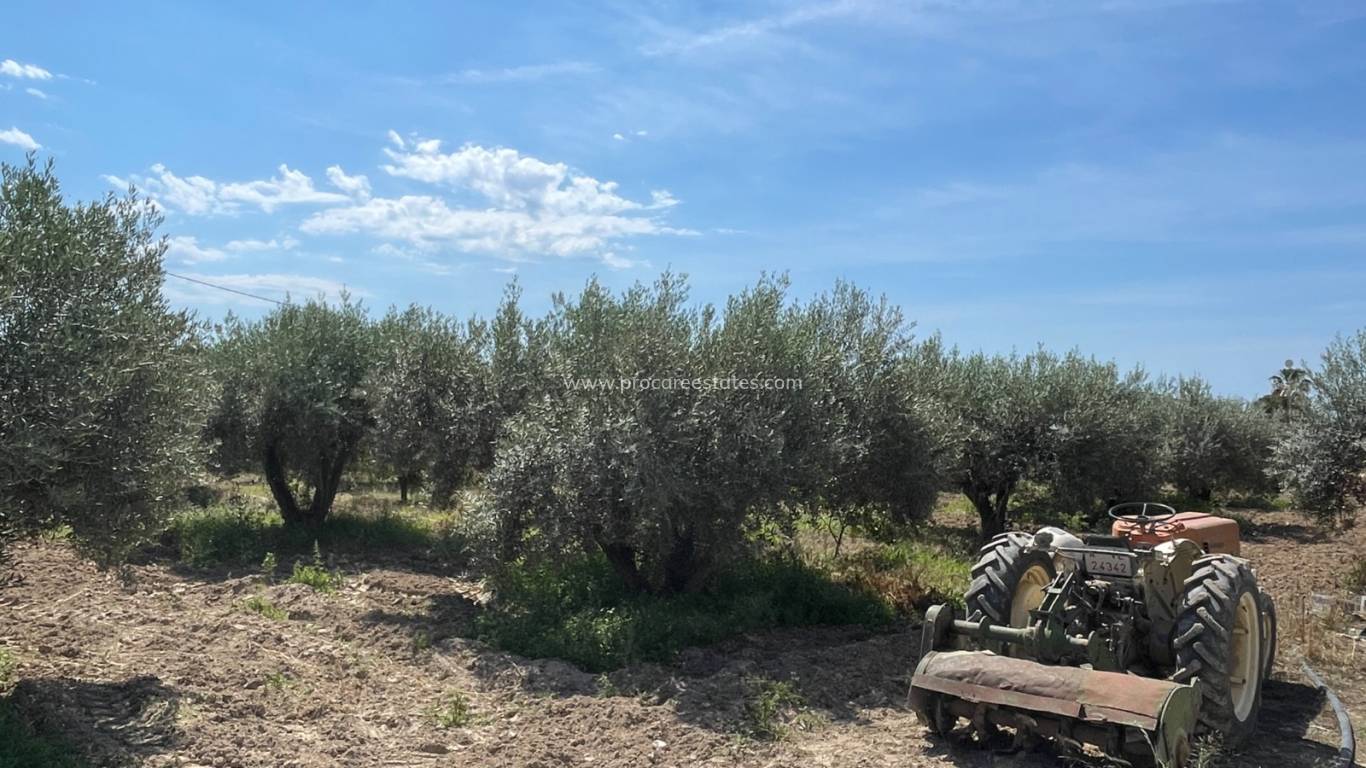 Reventa - Propiedad de campo - Crevillente