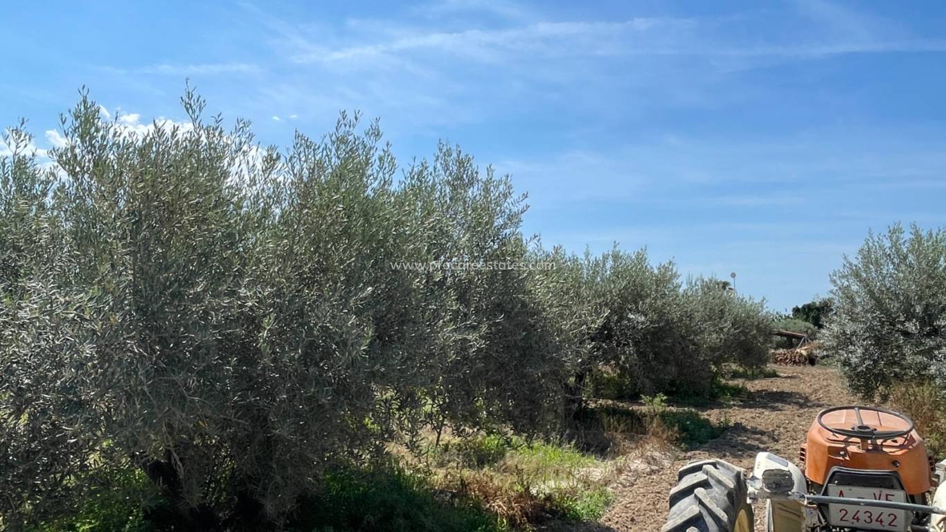 Reventa - Propiedad de campo - Crevillente