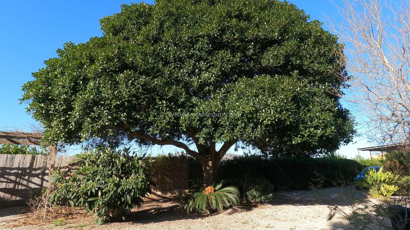 Reventa - Propiedad de campo - Orihuela