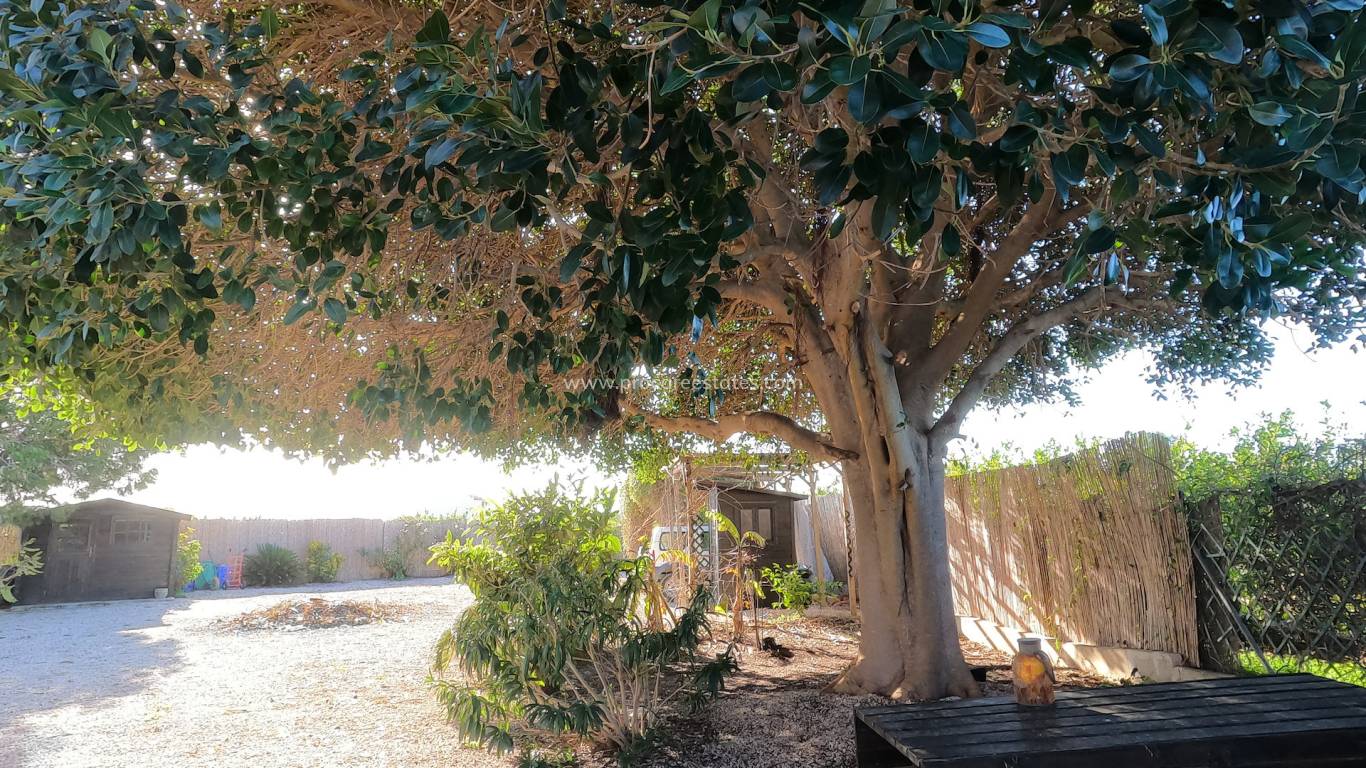 Reventa - Propiedad de campo - Orihuela