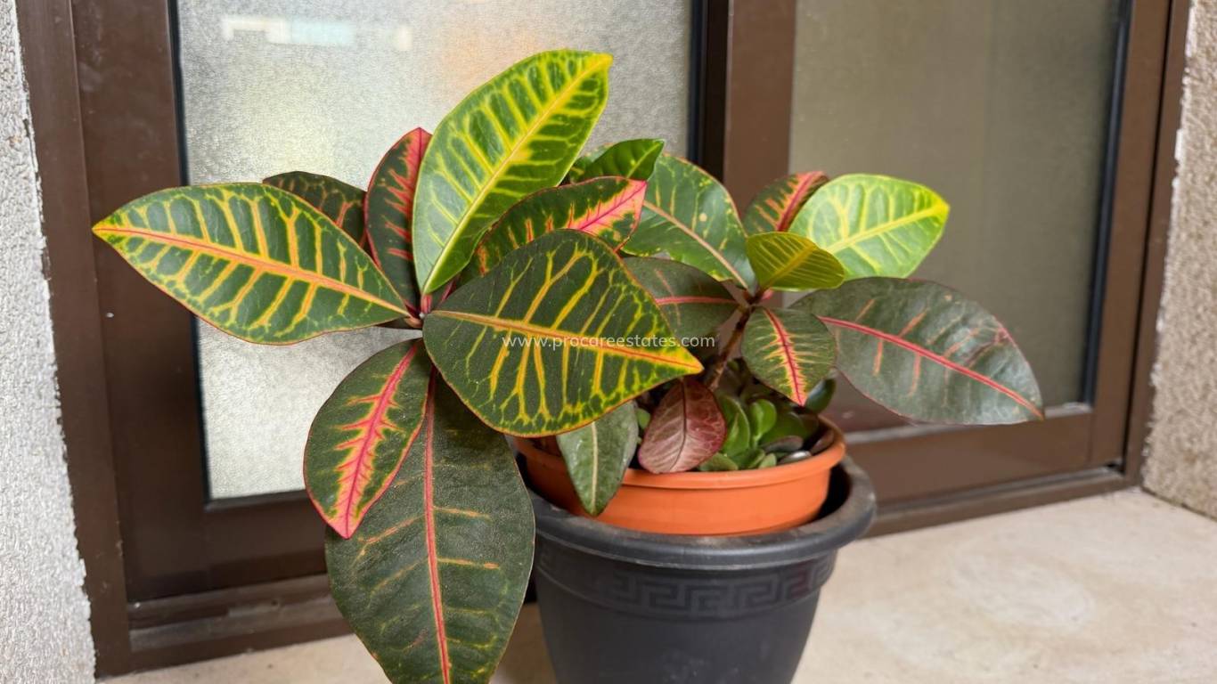 Revente - Appartement - Orihuela Costa - Cabo Roig