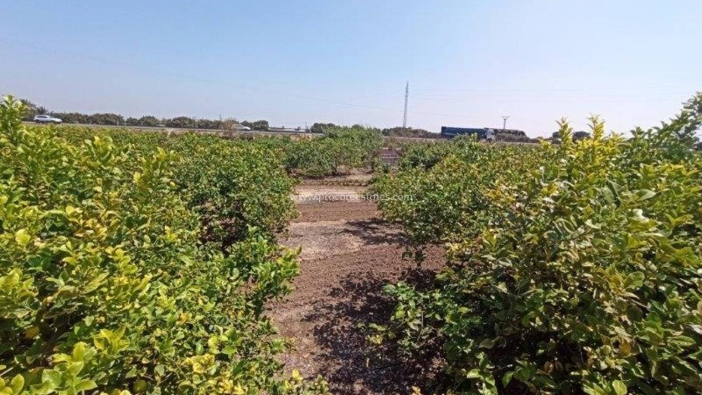 Revente - Propriété de campagne - San Miguel de Salinas - san miguel