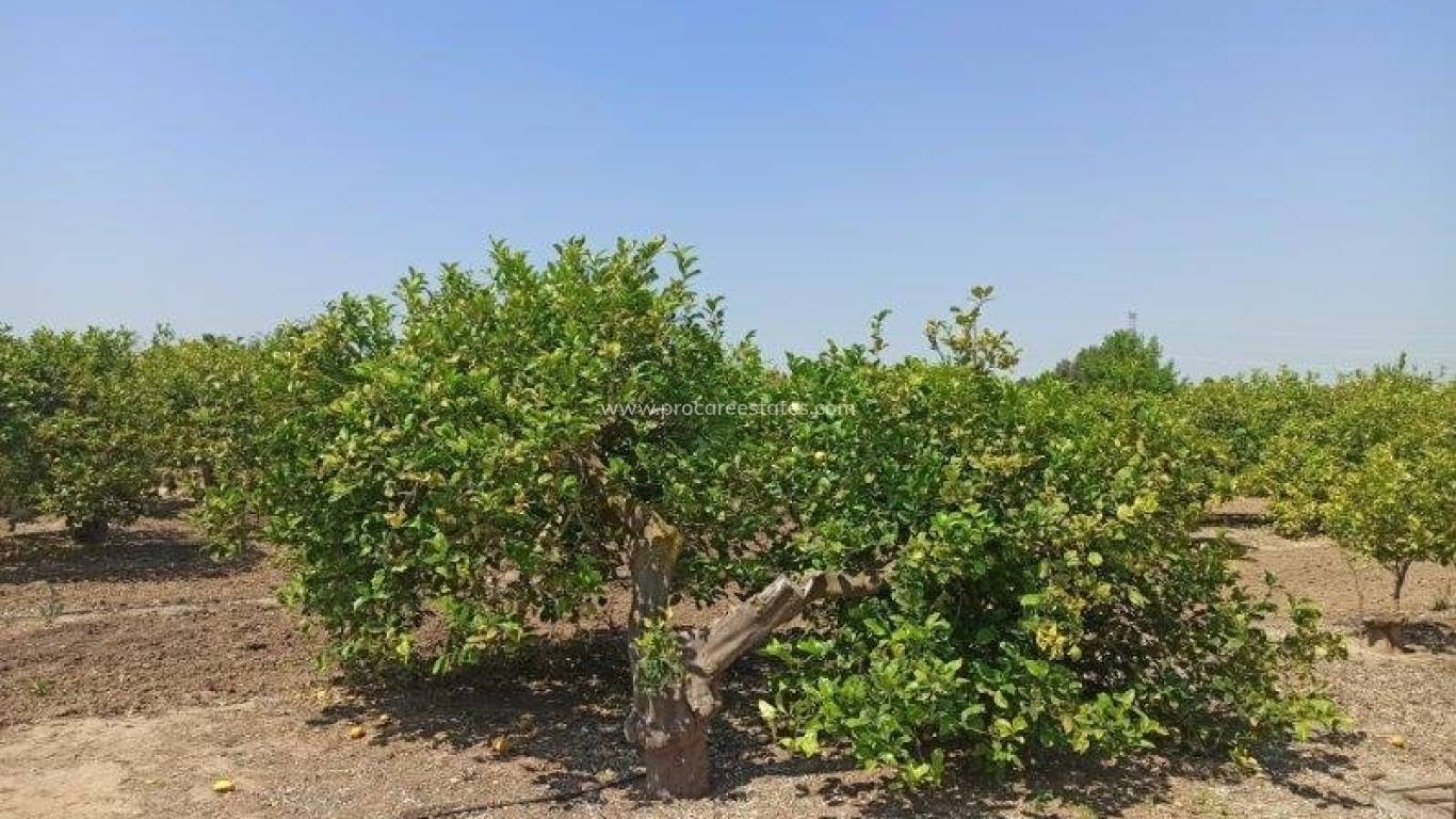 Revente - Propriété de campagne - San Miguel de Salinas - san miguel