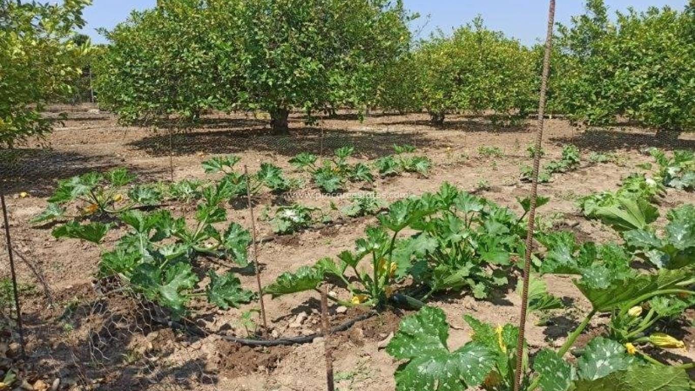 Revente - Propriété de campagne - San Miguel de Salinas - san miguel