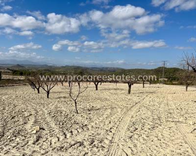 Terrain - Revente - Bullas - GX-20626