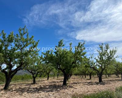 Terrain - Revente - Hondon De Los Frailes - Hondon De Los Frailes
