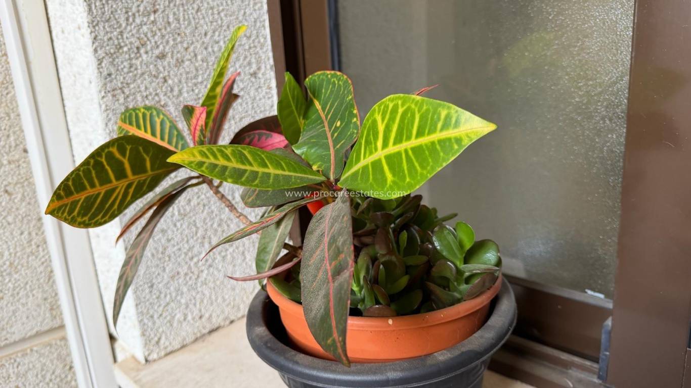 Verkauf - Wohnung - Orihuela Costa - Cabo Roig