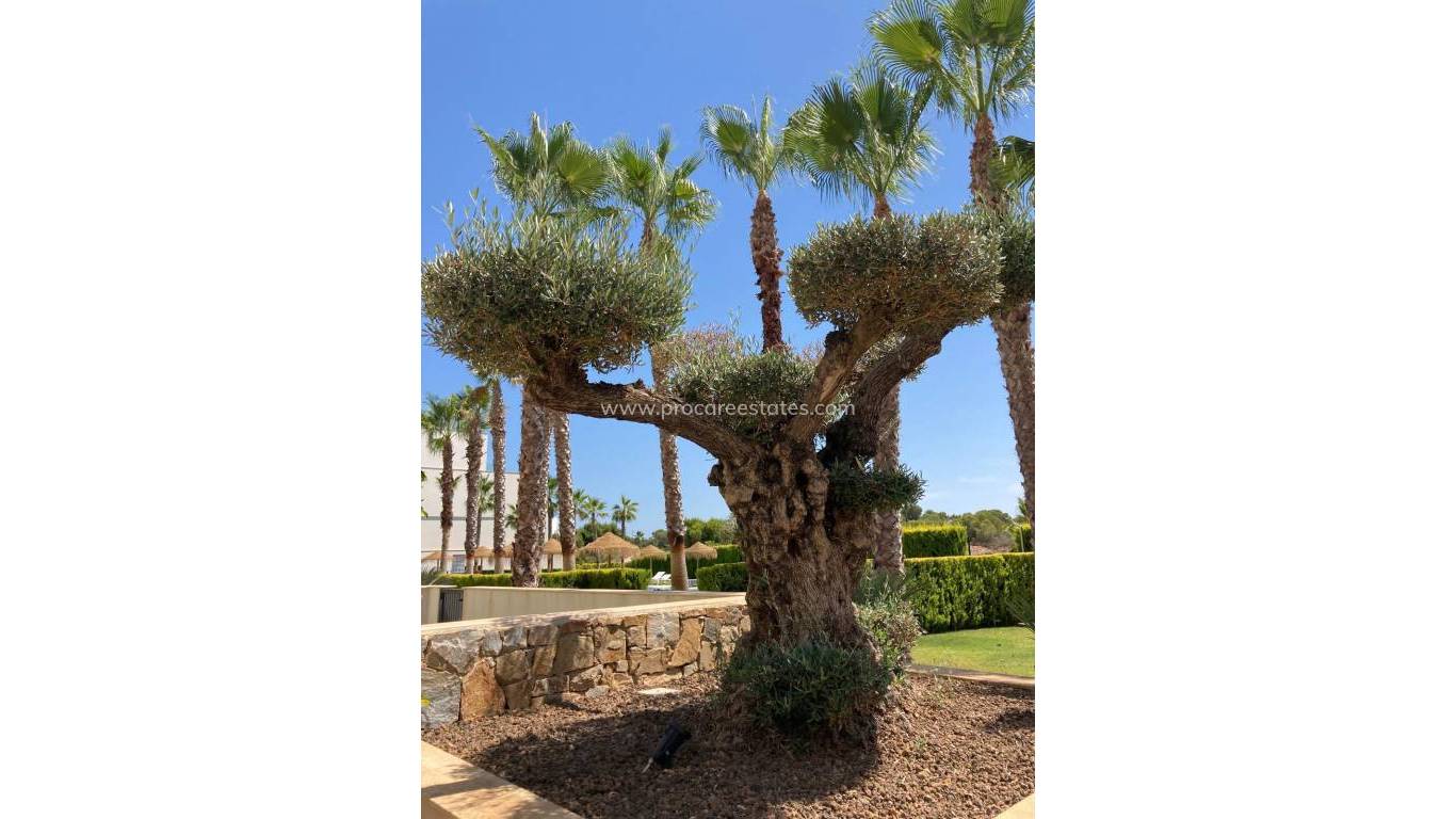 Verkauf - Wohnung - San Miguel de Salinas - Las Colinas