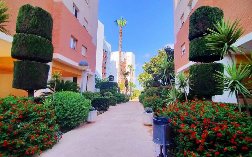 Verkoop - Appartement - Torrevieja - Acequion