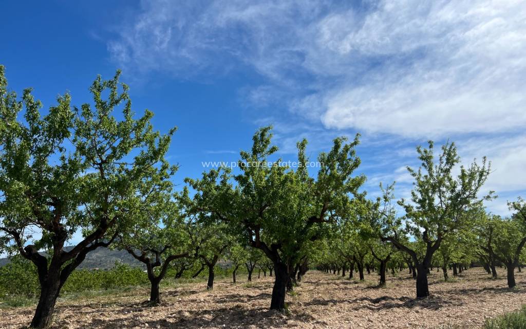 Verkoop - Land - Hondon De Los Frailes