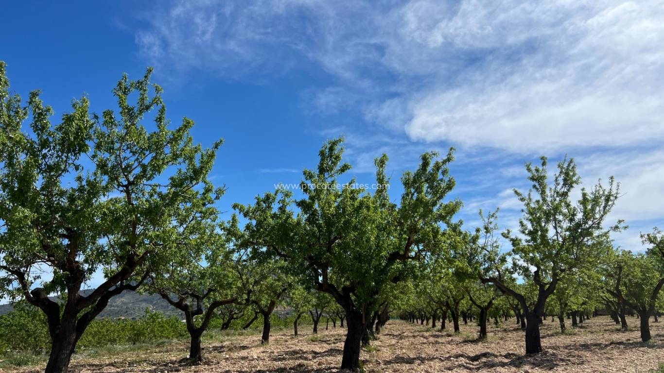 Verkoop - Land - Hondon De Los Frailes