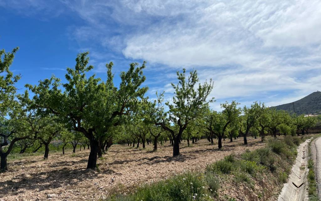 Verkoop - Land - Hondon De Los Frailes