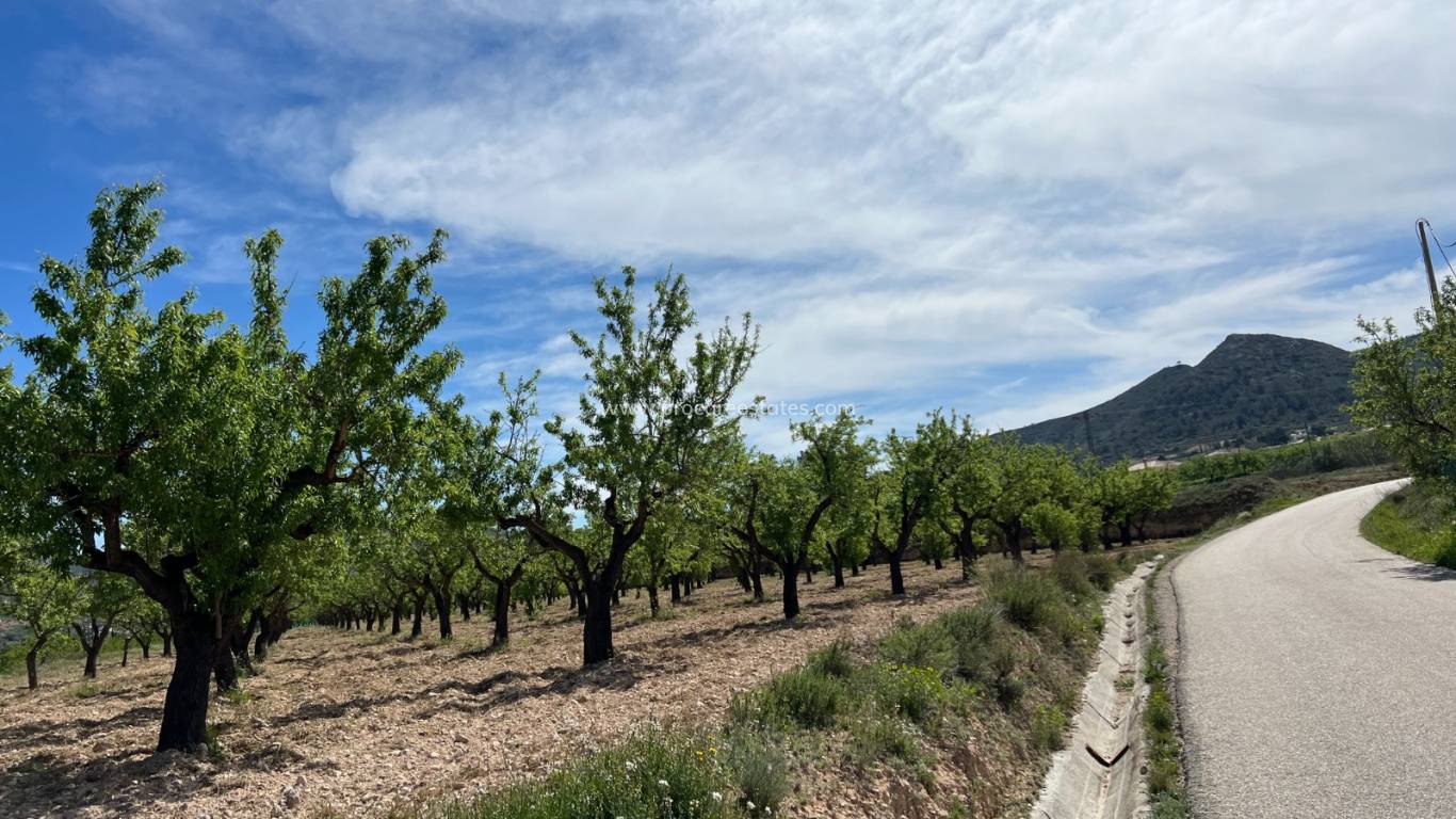 Verkoop - Land - Hondon De Los Frailes