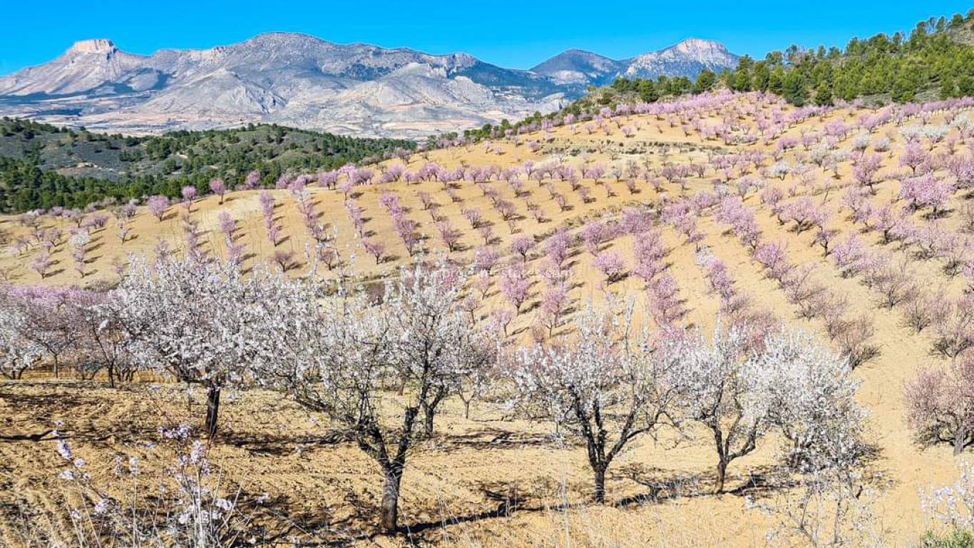 Verkoop - Landhuis - Lorca